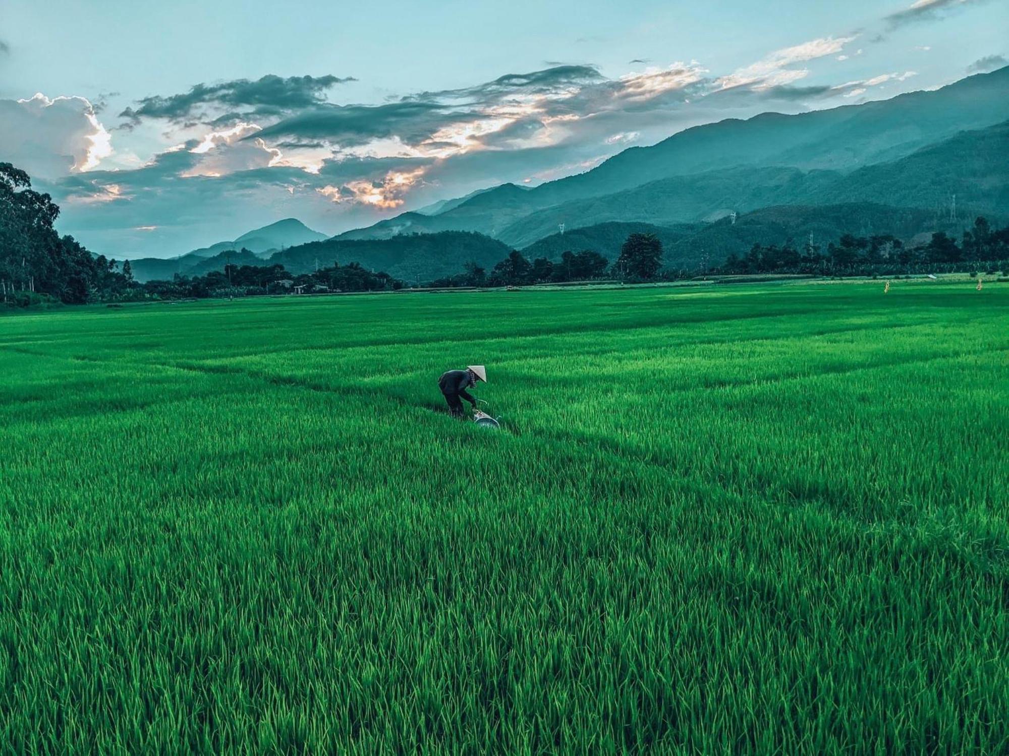 Hoi An Paddy House Homestay Εξωτερικό φωτογραφία